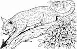 Bengalkatze Ast Supercoloring Kategorien Leopard sketch template