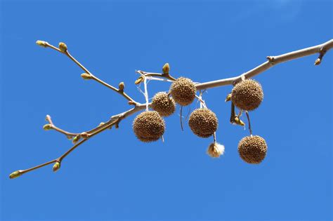 platanen bollen foto bild pflanzen pilze flechten baeume
