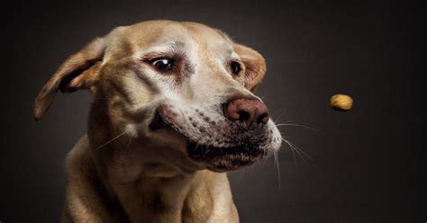 dogs photographed catching treats