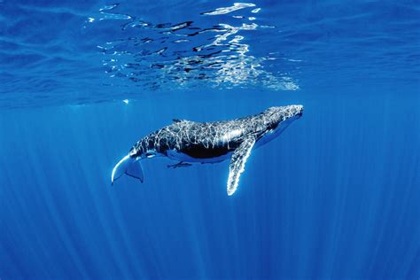 photo humpback whale animal surface newfoundlandandl