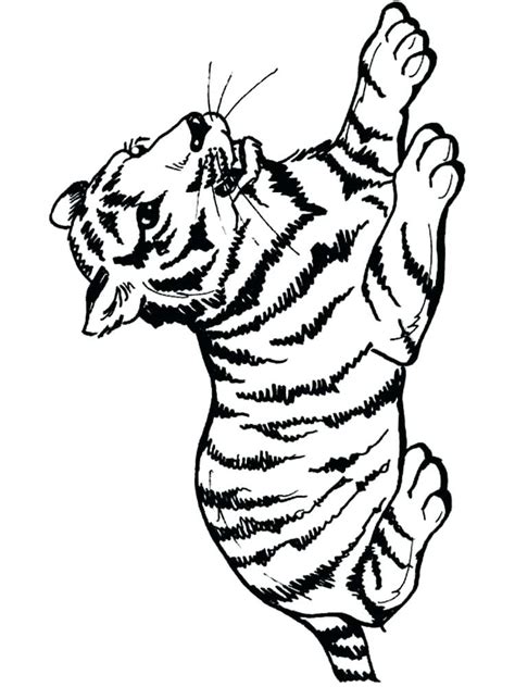 siberian tiger coloring page  getdrawings