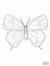 Coloring Colorado Butterfly Hairstreak Male Pages Drawing Printable sketch template