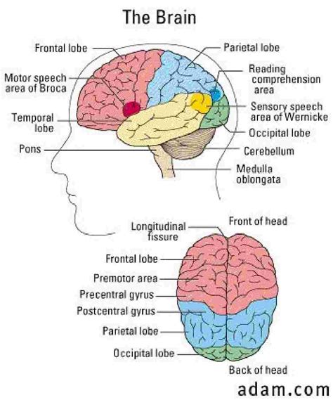 parts   brain human body anatomy