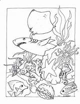 Sea Creatures Coloring Pages Getcolorings Print Color sketch template