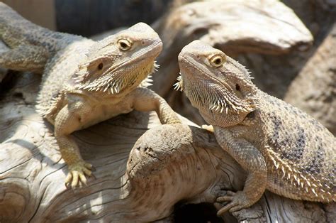 bearded dragon wallpapers wallpaper cave