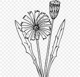 Dandelion Coloring Common Flower Drawing Book Save sketch template