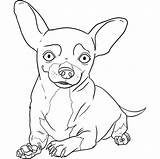 Chihuahua Coloring Pages Chiwawa Dog Draw Step Drawing Chihuahuas Kids Puppy Beverly Hills Dogs Books Happy Pugs Girls Print Choose sketch template
