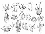 Cactus Succulents Piante Grasse Cactuse Macetas Houseplants Suculentas Blanco Doodle Dibujado sketch template