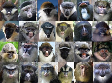 species  monkey   world getinfolistcom