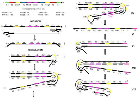 ijms  full text loop mediated amplification accelerated  stem primers