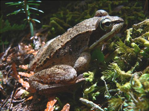 wood frog fact sheet signs   seasons   england phenology