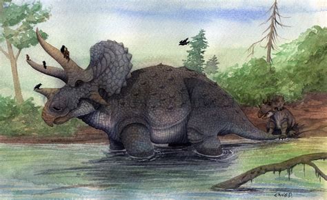 prehistoric beast   week triceratops beast   week