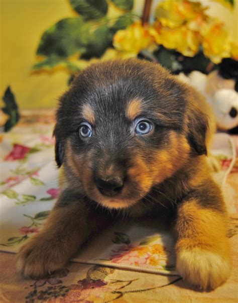 shamrock rose aussies scroll down for available puppies born 8 10 16