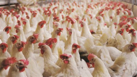 salmonella  poultry     effective natural solutions
