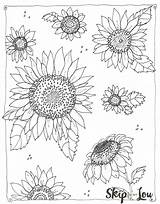 Sunflowers Colouring Skiptomylou Sheet Tsgos sketch template