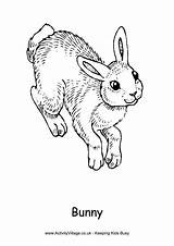Bunny Colouring Pages Coloring Rabbit Realistic Rabbits Printable Easter Animals Hopping Print Color Village Activity Explore Activityvillage Getcolorings Fun sketch template