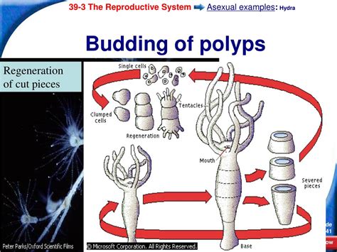 Ppt 39 3 The Reproductive System Powerpoint Presentation Free