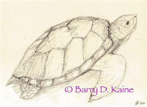 sea turtle pencil drawing  print  artitorium  etsy