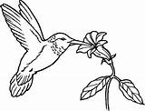 Hummingbird Flower Coloring Pages Humming Bird Flowers Nectar Hummingbirds Printable Clipart Birds Drawing Eat Provide Kids Line Color Kidsplaycolor Drawings sketch template
