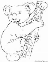 Koala Coloring Wombat Printable Pages Colouring Drawing Sheets Bear Bestcoloringpages Bears Adult Animal Getcolorings Getdrawings Kids sketch template