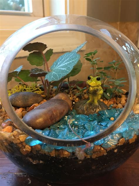favorite  terrarium  mother  law collected frogs