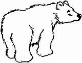 Bear Outline Coloring sketch template