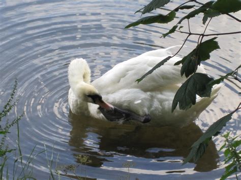 bath swans marri flickr