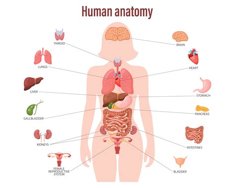 human anatomy concept infographic poster   internal organs   female body