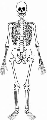 Skull Unlabeled Diagram Blank Anatomy sketch template