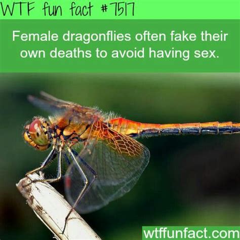 2791 Best Wtf Fun Facts Images On Pinterest Crazy Facts