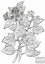Ivy Coloring Leaves Drawing Pages Getdrawings sketch template