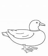 Duck Drawing Pato Kolorowanki Kaczki Animado Kaczka Mallard Dzieci Colouring Ducks Pobrania Outline Recomendamos Participar Costura Aqui Paintingvalley sketch template