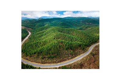 nzm forestry package announced international forest industries