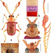 Afbeeldingsresultaten voor "tholospira cervicornis". Grootte: 178 x 185. Bron: www.researchgate.net
