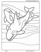 Coloring Orca Pages Whale Killer Kids Mammals Printable Book Mammal Animal Shamu Whales Sperm Colouring Educational Fun Drawing Getcolorings Getdrawings sketch template