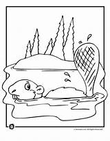 Castor Beaver Nadando Colorir Imprimir Biber Ausmalbilder Tudodesenhos sketch template