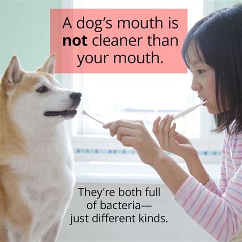 false dog mouths  cleaner  humans     dog
