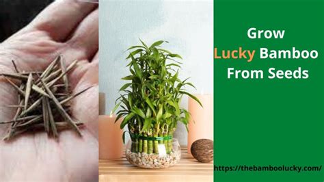 grow lucky bamboo  seeds