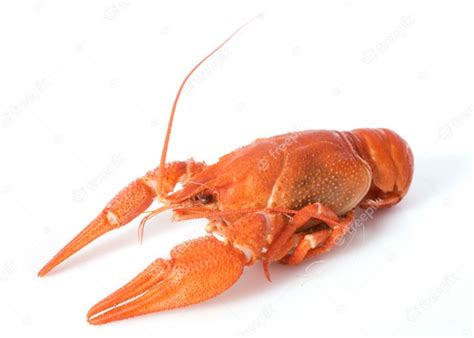 premium photo river crayfish