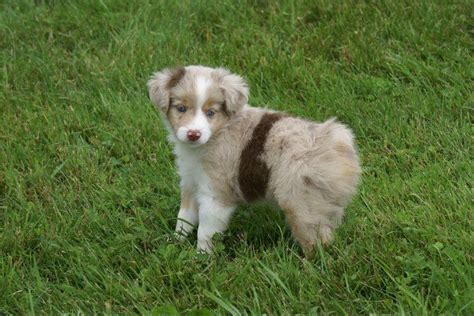 mini aussie