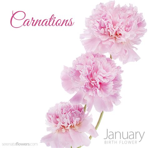 january birth flower carnations