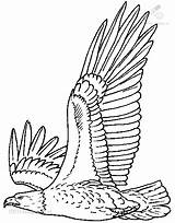 Eagle sketch template