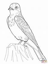Coloring Kingbird Eastern Pages Bird Redpoll Common Printable Animal Birds Phoebe Drawing Supercoloring Categories sketch template