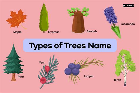 types  trees  english