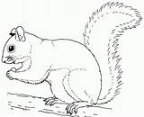 Squirrel Ardillas Pintar Esquilo Ardilla Comendo sketch template