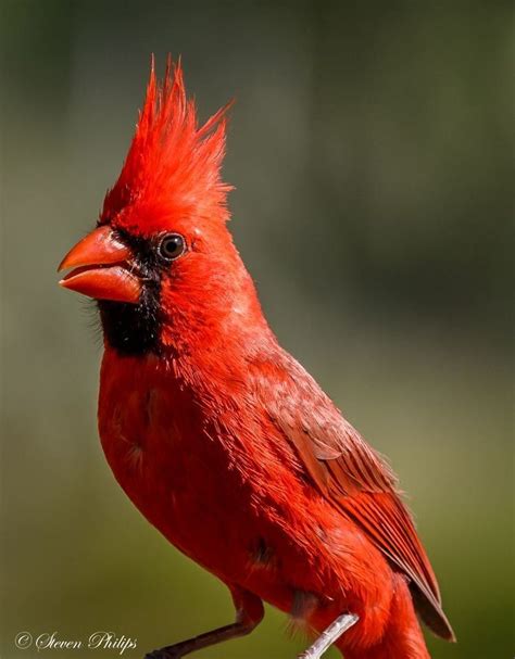 cardinal bird alchetron   social encyclopedia