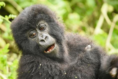 Why Do Gorillas Beat Their Chest Silverback Gorillas