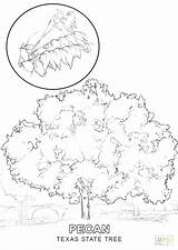Texas Coloring Pages State Symbols Print Tree Steer Tech Kansas Getcolorings Getdrawings Colorings sketch template