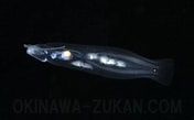 Afbeeldingsresultaten voor "cephalopyge Trematoides". Grootte: 176 x 109. Bron: okinawa-zukan.com