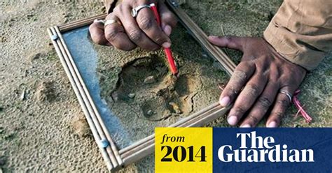 Hunt Continues For Tiger In India Believed To Have Killed 10 People